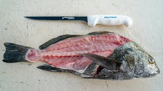 How to Fillet Black Drum [upl. by Halford799]