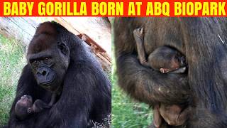 Critically Endangered Baby Gorilla Born at ABQ BioPark [upl. by Byrn564]