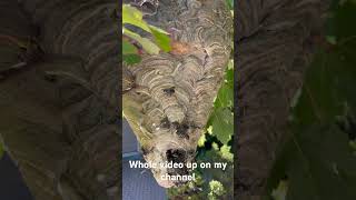 Gorilla glue vs hornet nest hornet insectnest waspnest hornetnest hornets [upl. by Slater620]