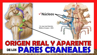 🥇 ORIGEN REAL Y APARENTE de los Pares Craneales  ¡Resumen en 20 minutos [upl. by Orelle]