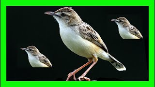 Zitting Cisticola Bird Song Call Chirp Sound  Buitrón Canto  Cisticola Juncidis [upl. by Lukash689]