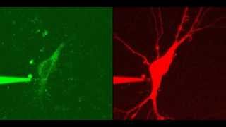 Inject Dye into a cell using a MM3ALS micromanipulator [upl. by Adnak272]