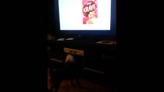 Kelloggs commercial  dog barks at the bunny [upl. by Auqenwahs]