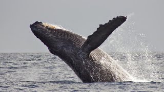 Facts The Baleen Whale [upl. by Yttak140]