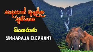 හදපාන් ඇල්ල අභියස සිංහරාජ රැකවලා  SINHARAJA ELEPHANT [upl. by Yrahk]