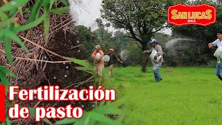 🍀 Qué Fertilizantes Orgánicos para PASTO puedo APLICAR  😎 23 [upl. by Katheryn]