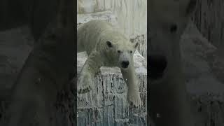 ホウちゃんの不意打ちダイブ💗シロクマのホウちゃん シロクマホウちゃん天王寺動物園 [upl. by Ebner]