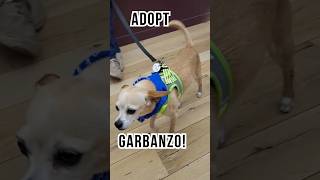 Adopted Garbanzo at Muttville San Francisco [upl. by Odlopoel398]