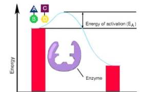 ENZYMES ACTIVATION ENERGY [upl. by Ydurt536]