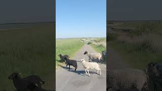 Mal eben nach Hemmet an den Ringkøbing Fjord graveladventure cyclingcommunity danmark [upl. by Nilyarg]