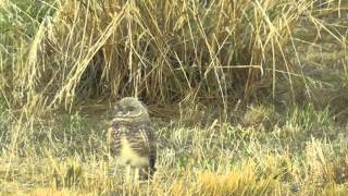 Immature Burrowing Owl Head Bobbing [upl. by Nehte250]