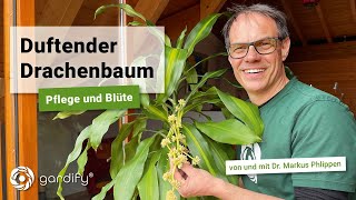 Duftender Drachenbaum Pflegetipps und tolle Blüte  gardify Tipps [upl. by Htebilil736]