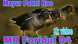 Mayur Pakhi Rao video MR Foridul 04 [upl. by Laleb705]