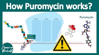 Puromycin  Mechanism of action  Where does puromycin bind in the ribosome  How puromycin works [upl. by Estus]