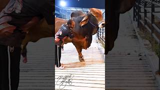 Gigantic Red Brahman bull is getting brushed by his handler [upl. by Yojenitsirk]