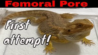 Spike the bearded dragon my first femoral pore cleaning did NOT go well [upl. by Darryn490]