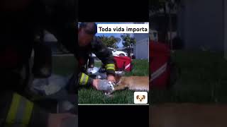 cachorro firedepartment cão cao hero heroico pets petlover petlovers melhoramigodohomem [upl. by Dich578]