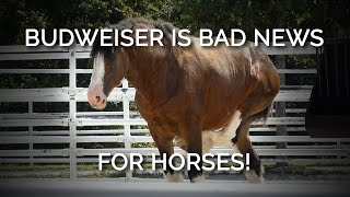 Budweiser Is Bad News for Horses New Footage Shows Disfigured Clydesdales in Distress [upl. by Ahsinej411]