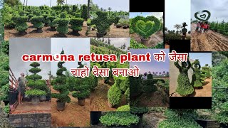 Carmona retusa पौधा एक बार लगाओ फिर अपने गार्डन को जैसा चाहो वैसा बनाओ [upl. by Keil881]