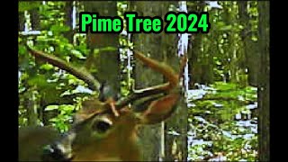 Pime Tree 2024 [upl. by Serdna566]