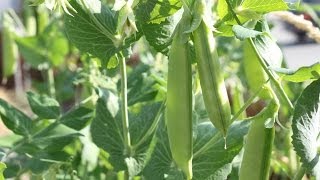 How To Plant Sugar Snap Peas amp Vertically Grown Plants [upl. by Mailliwnhoj675]