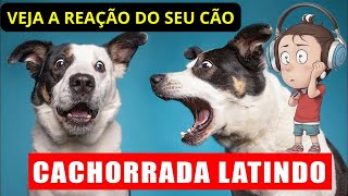 Som de Cachorro Latindo  Latido de Cachorro de Várias Raças  Veja como o seu cão se reage aos sons [upl. by Kneeland]