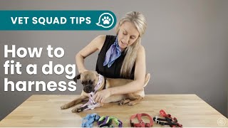 How to fit the 5 main types of dog harnesses  PET CIRCLE [upl. by Assitruc]