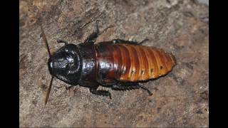 Blaberidae Giant Cockroaches  Madagascar Hissing Roaches Visual Overview [upl. by Eseryt705]