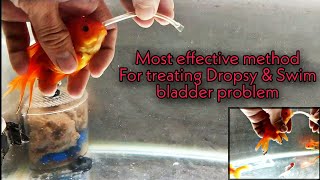 The Ultimate way to treat dropsy and swim bladder problem in fish [upl. by Rehsa184]