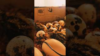 Hatching quail eggs at home hatching quail diy incubator eggshatching [upl. by Mills]