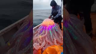 Giant Sea Creatures Found by Fishermen Will Shock You [upl. by Odnalra]