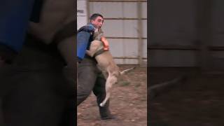 Belgian Malinois attack Bodyguard dog training [upl. by Airal]