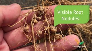 Nitrogen Fixation  Identify Root Nodules [upl. by Spindell974]