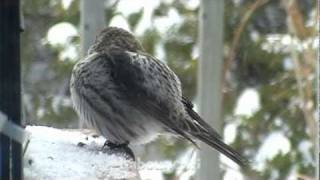 Sizerin flammé malade  Redpoll Flamed sick Cacouna Québec [upl. by Schmitt]