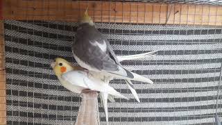 Cockatiel Breeding amp Mating ki Information  Cockatiel Birds [upl. by Derinna]