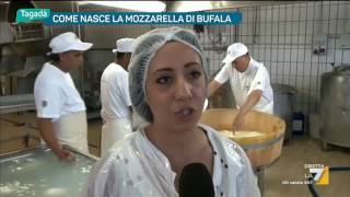 Come nasce la mozzarella di bufala [upl. by Roselia905]