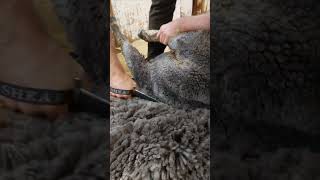 Beautiful corriedale wool being blade shorn [upl. by Naitirb]