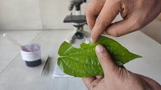 How to prepare stomata slide for microscopic examination [upl. by Kalina]