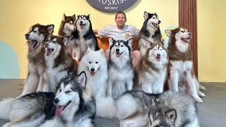 Huskiss Husky Dog Cafe  Paradigm Mall Tour in Petaling Jaya Selangor pets malaysia [upl. by Eirrok]