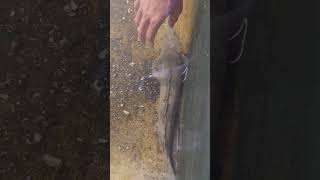 Big dragonfish fish bigfish catfish fishing [upl. by Luemas958]