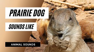 Prairie Dog Sounds Like  prairie dog sounds pictures the sound a prairie dog makes animal sounds [upl. by Daigle]