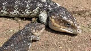 Shingleback babies  Tiliqua Rugosa [upl. by Eve]