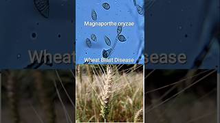 Wheat Blast Disease Magnaporthe Oryzae  Threat to Global Food Security 🌾 🦠 [upl. by Lazaruk915]