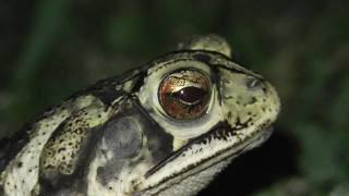 Gulf coast toad with nictitating membrane [upl. by Fesuoy]