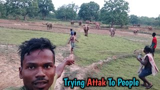 Jungle Elephants Trying Attak To People  Pure Jungle Life jabaramvlogs dailyvlogs [upl. by Eidna]