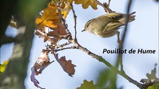 Des Oiseaux de France Le Plongeon à bec blanc au Pouillot verdâtre [upl. by Esiuqram51]