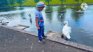 Belfast WaterWorks Park  🦢 Swan Lake visit ❤️👌 [upl. by Ilona45]