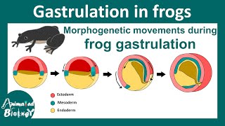 Gastrulation in frog  Morphogenetic movement during Xenopus gastrulation  epiboly  Embryology [upl. by Lednor776]