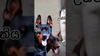 funnyvideo unmadini hanguna trendingshorts music cat doglover [upl. by Aaren542]