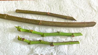 Fig Cuttings Made Easy How to Take the Perfect Cuttings for Propagation Success [upl. by Lore]